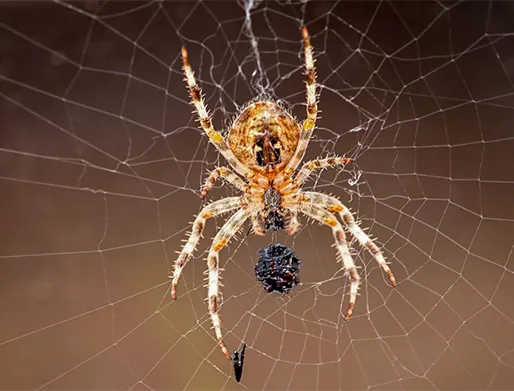 Empresa de Dedetização de Aranhas